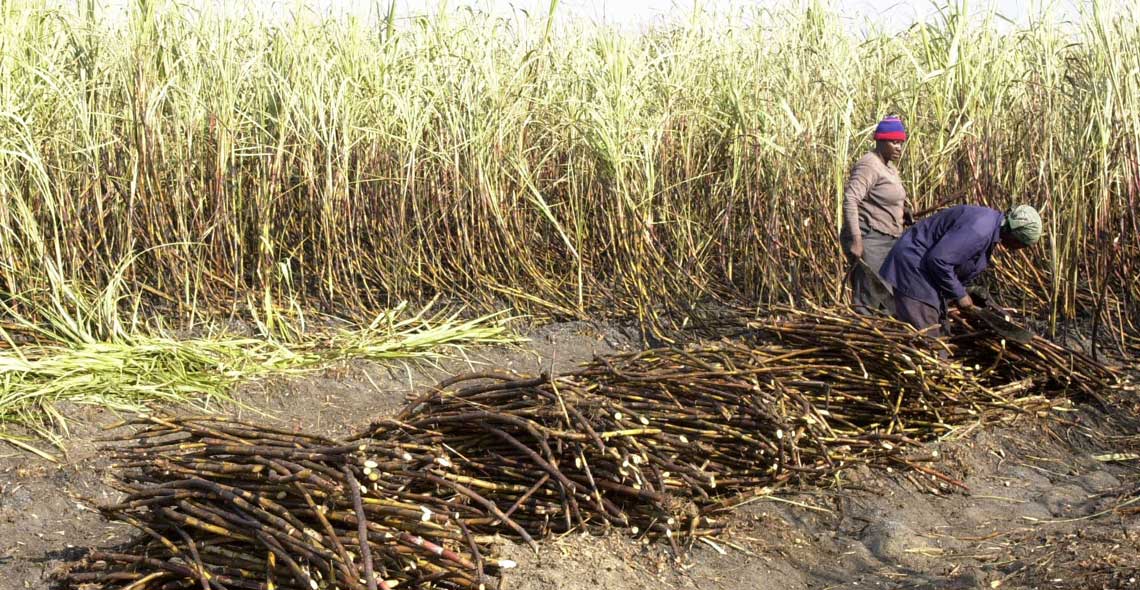 Women cutting and stacking cane © The Gleaner